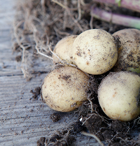 Sättpotatis