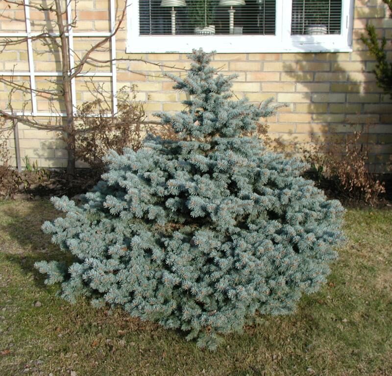 Picea pungens (Glauca) 'Glauca Globosa'