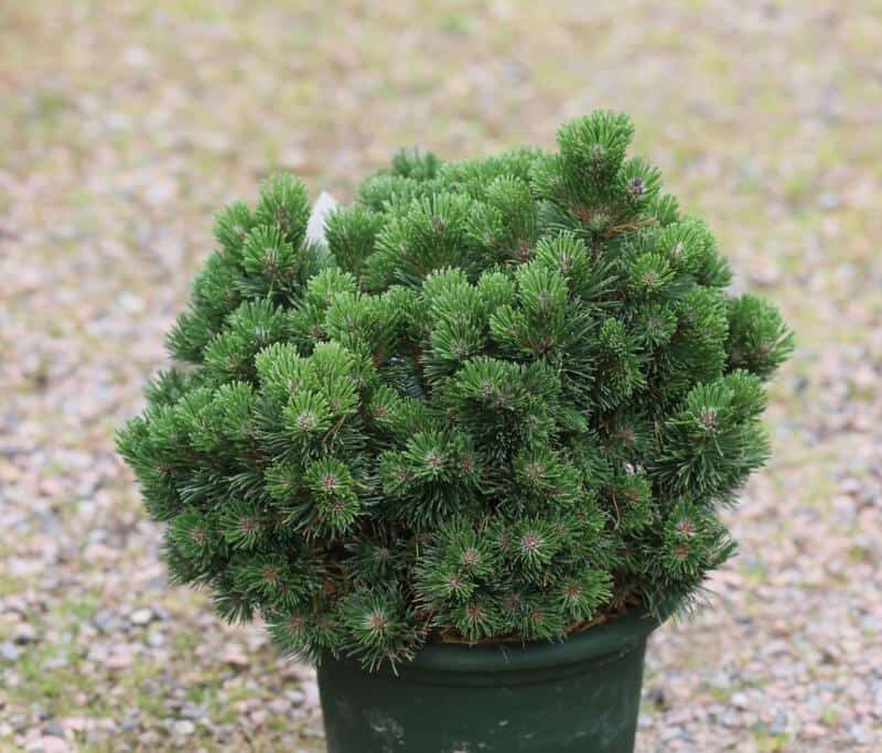 Pinus mugo 'Sherwood Compact'