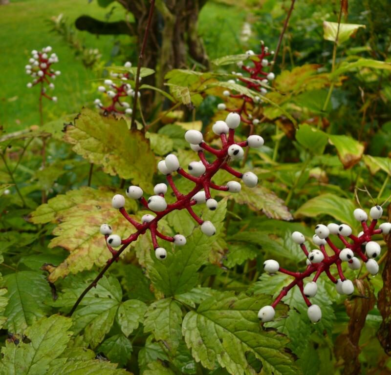 Actaea pachypoda MISTY BLUE ('LK05')