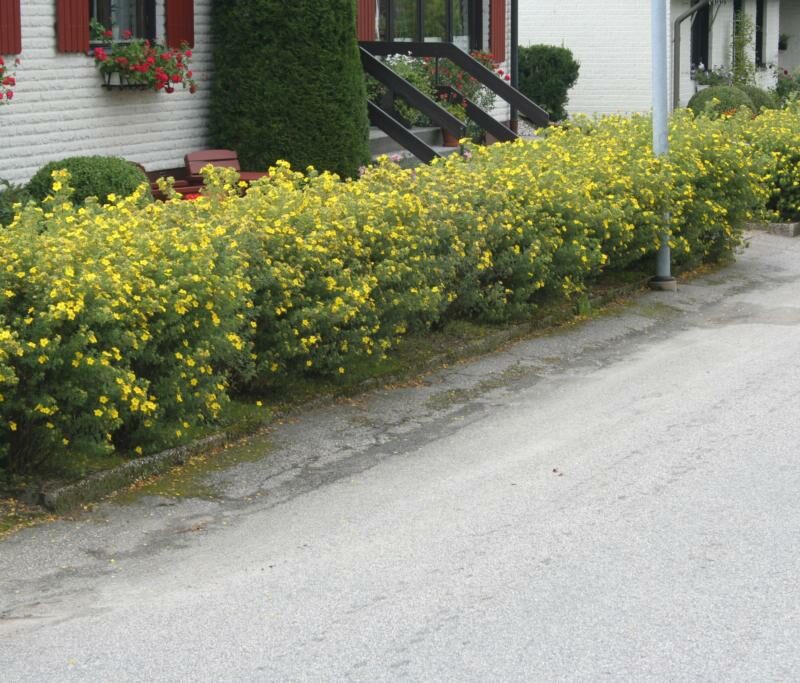 Dasiphora fruticosa 'Goldfinger'