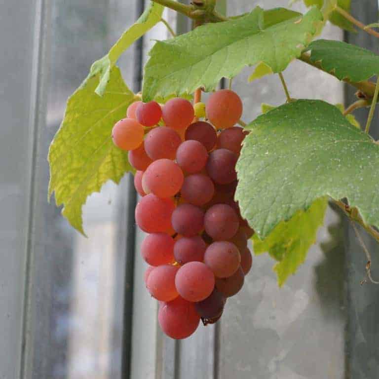 Vitis (Labrusca) 'Vanessa'