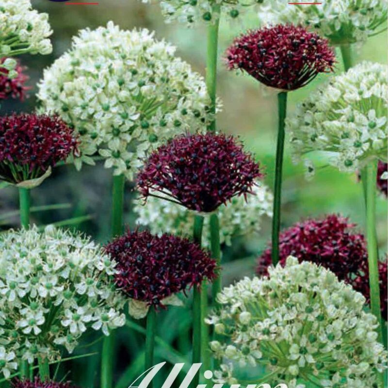 Allium Brother 5st