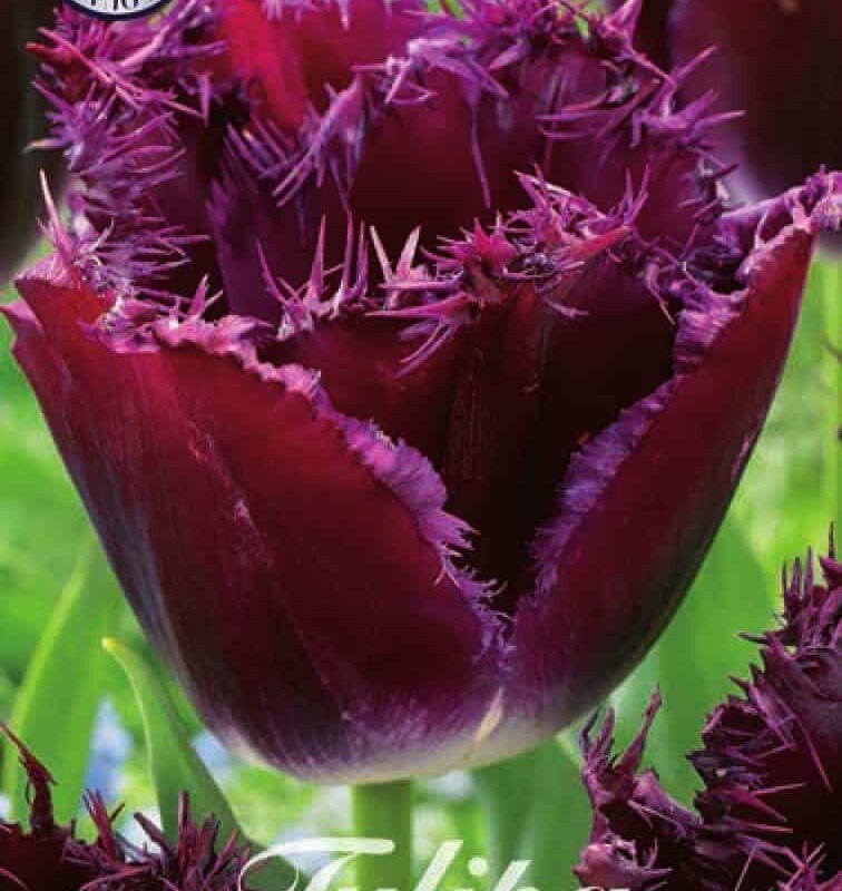 Tulipa Gorilla 7st