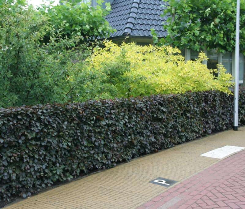 Fagus sylvatica Purpurbladiga Gruppen