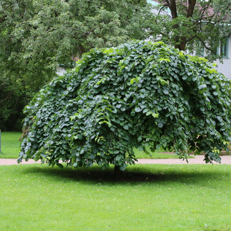 Ulmus glabra 'Camperdownii'
