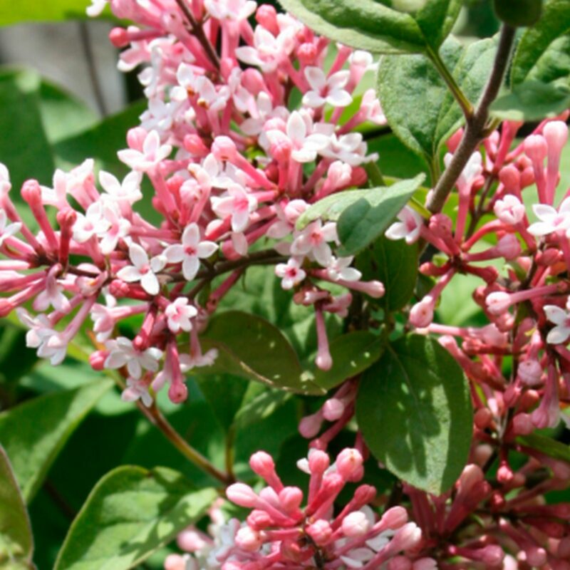 Syringa meyeri 'Palibin'