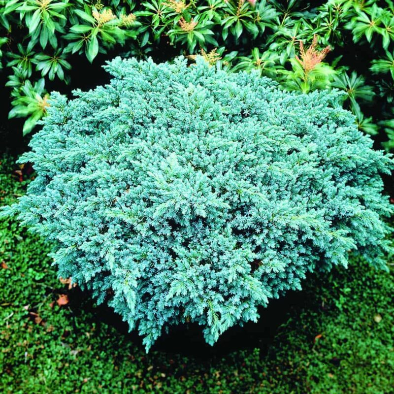Juniperus squamata 'Blue Star'