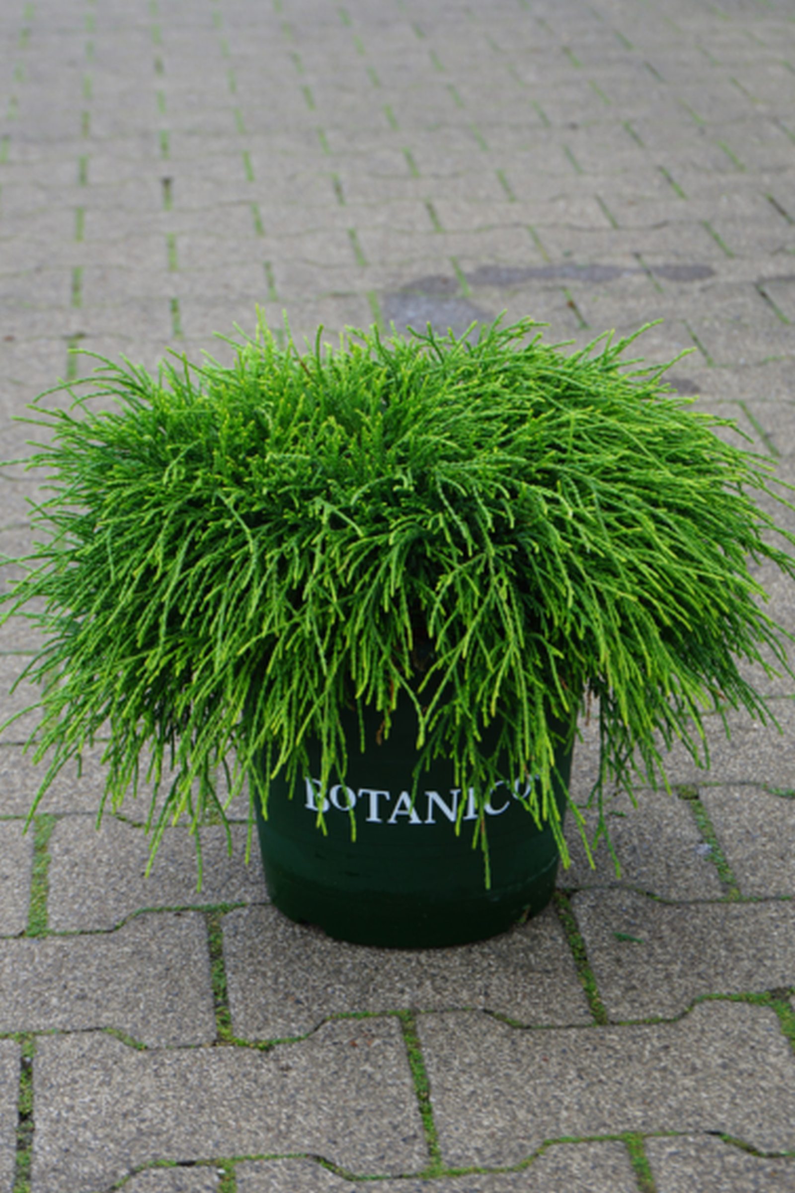 Chamaecyparis pisifera 'Sungold'