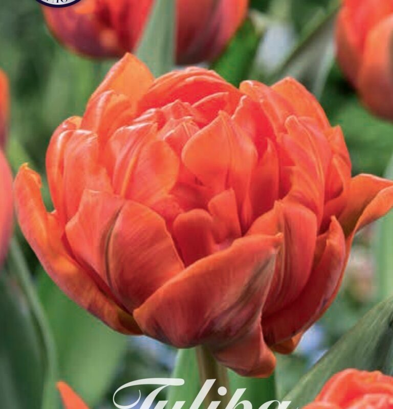 Tulipa Orca 7st
