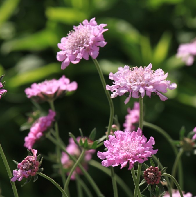 Scabiosa columbaria 'Pink Mist'