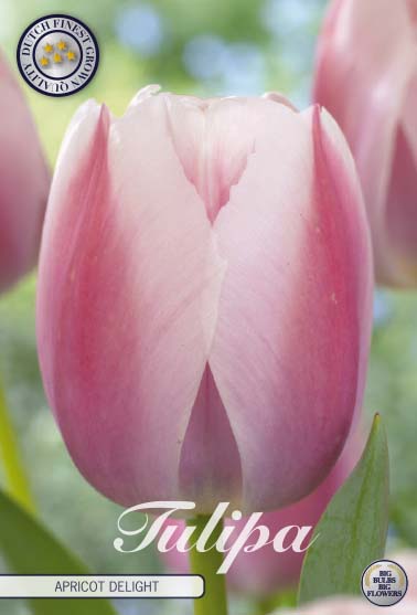 Tulipa Apricot Delight 7st