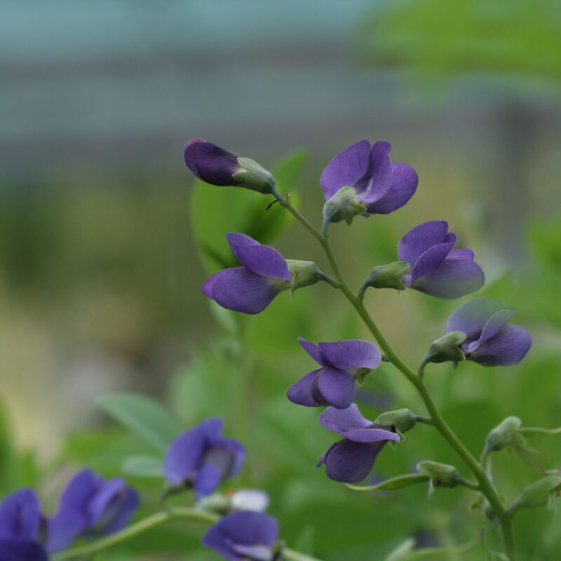 Baptisia australis