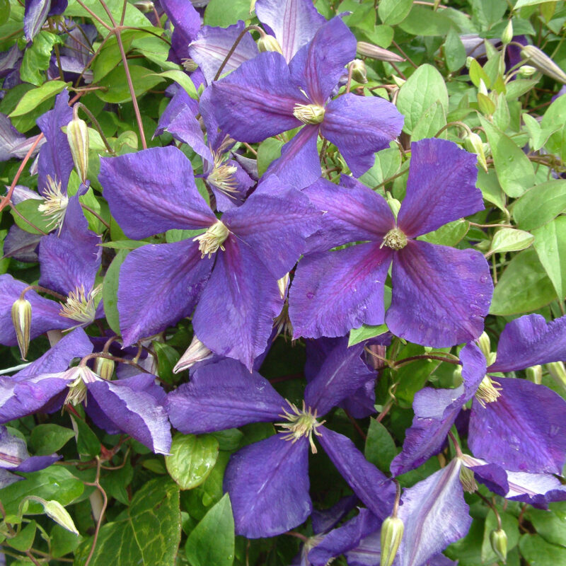 Clematis (Sena Storblommiga Gruppen) 'Jackmanii'