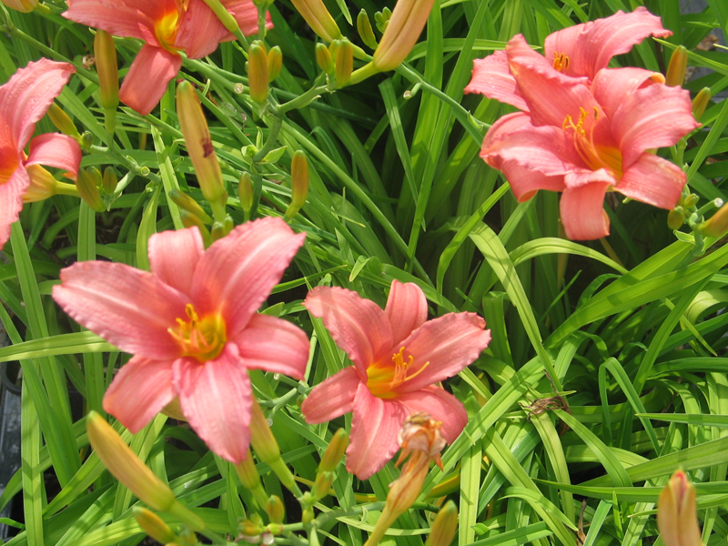 Hemerocallis 'Pink Damask'