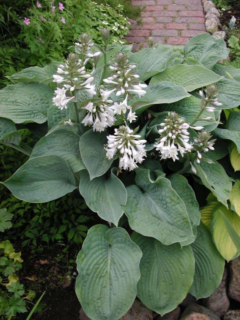 Hosta sieboldiana 'Elegans'