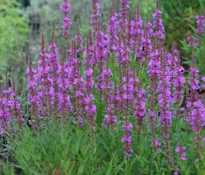 Lythrum salicaria 'Robert'