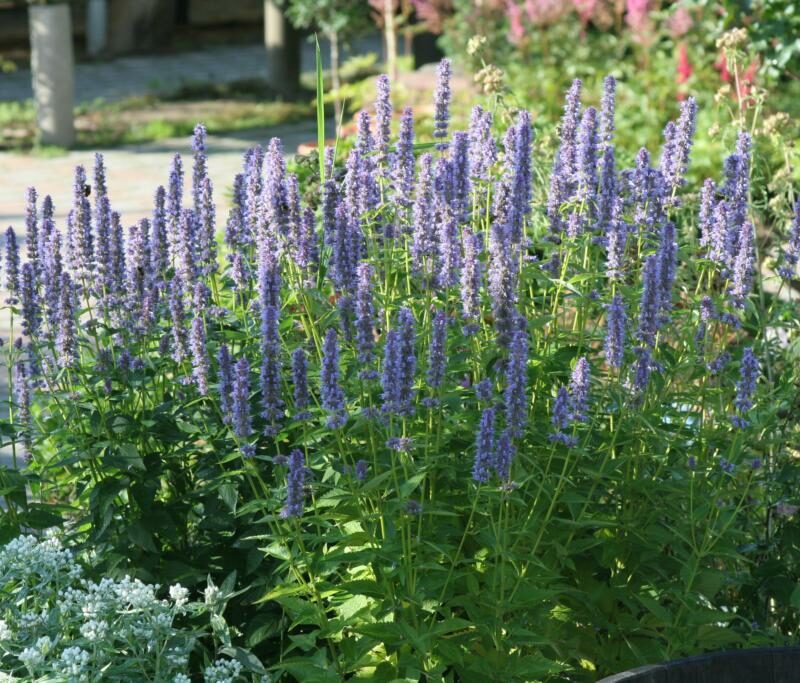 Agastache 'Blue Fortune'