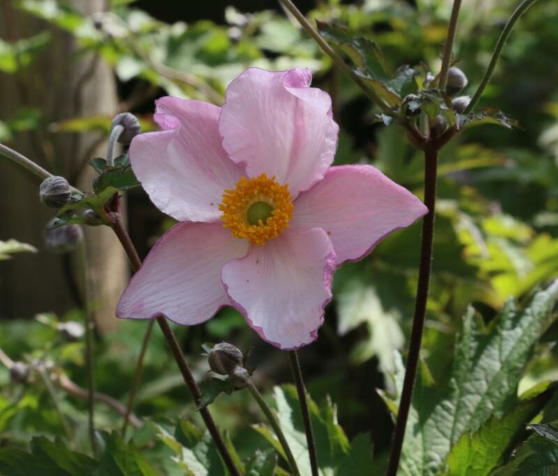 Anemone tomentosa 'Robustissima'