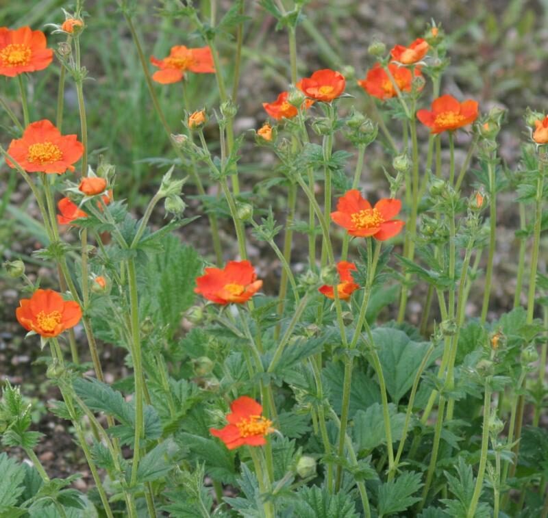Geum coccineum 'Borisii'