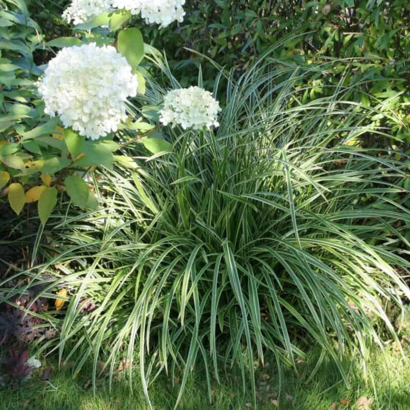 Carex morrowii 'Ice Dance'