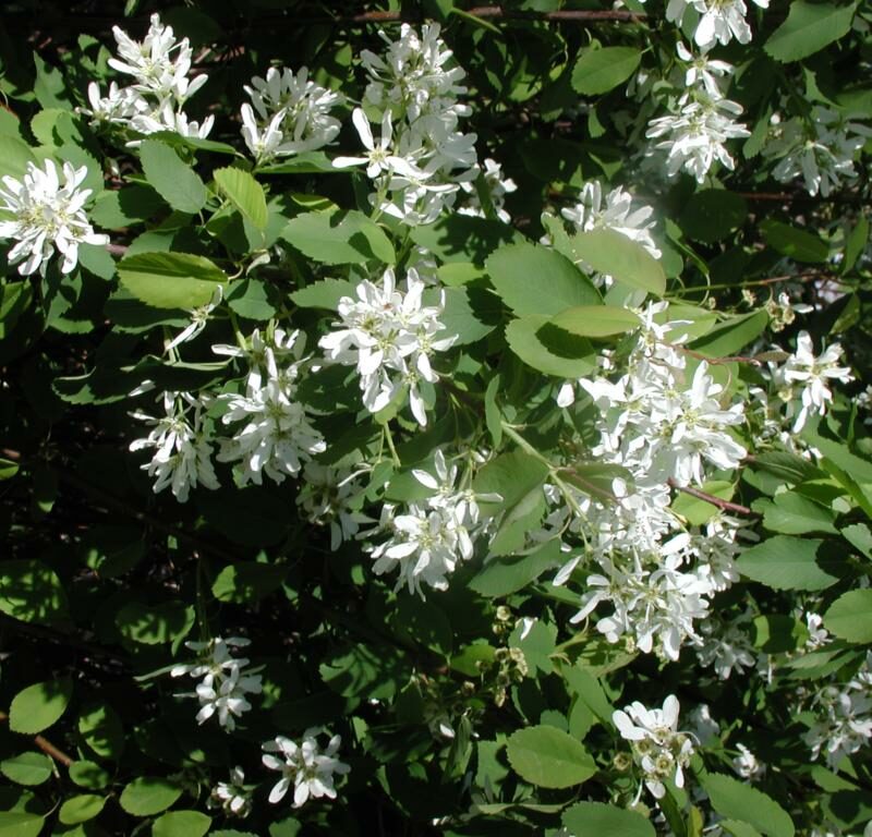 Amelanchier alnifolia