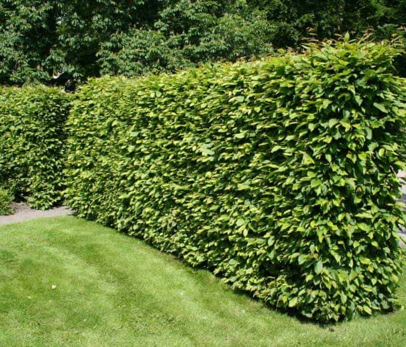 Carpinus betulus