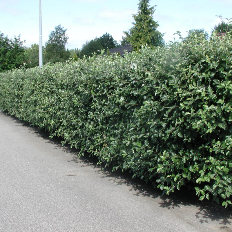 Sorbus mougeotii