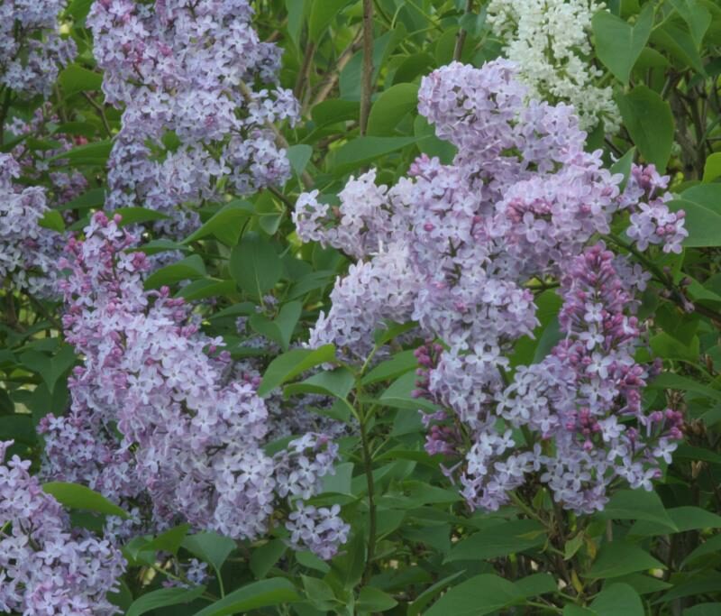 Syringa vulgaris