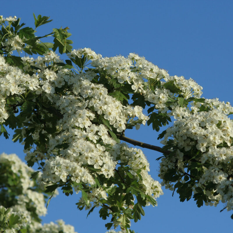 Crataegus flabellata var. grayana fk UPPSALA, E