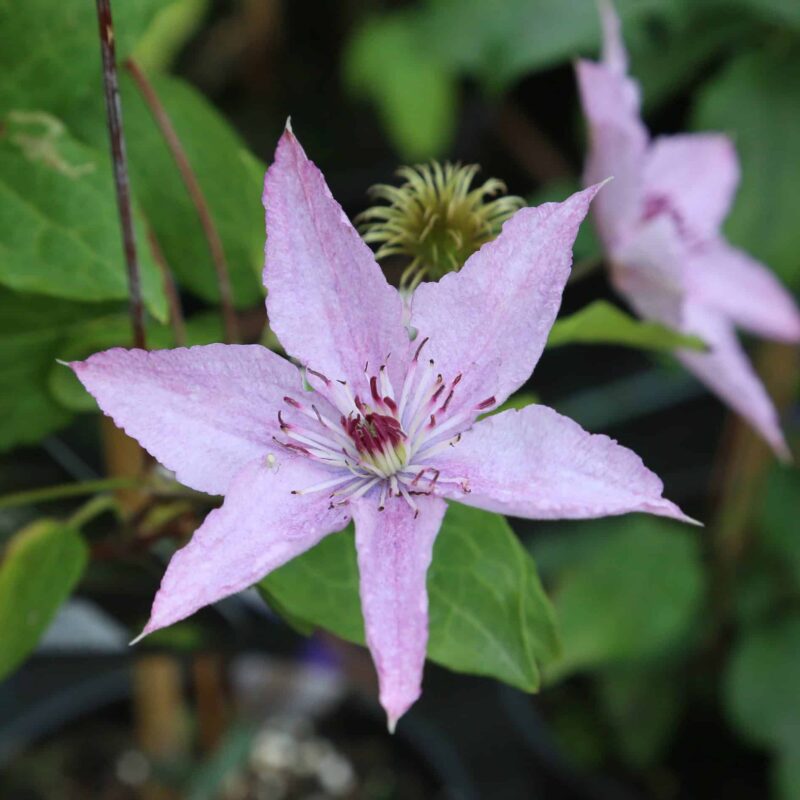 Clematis (Sena Storblommiga Gr.) Hagley Hybrid