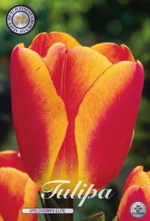 Tulipa Apeldoorn Elite 10st