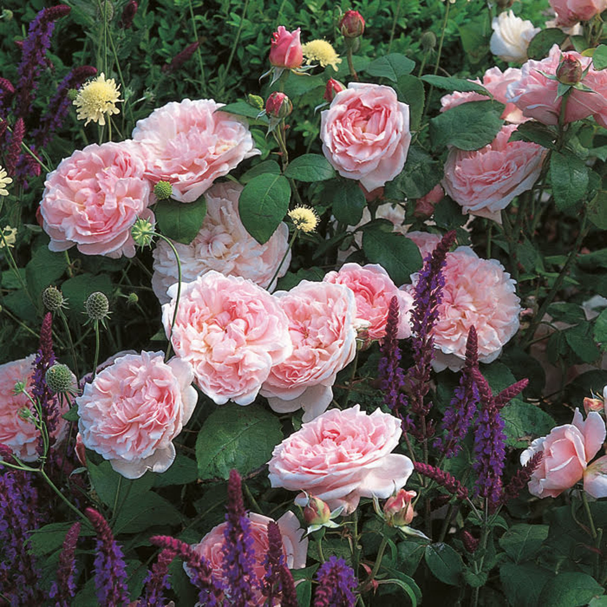 Rosa (Modern buskros) EGLANTYNE