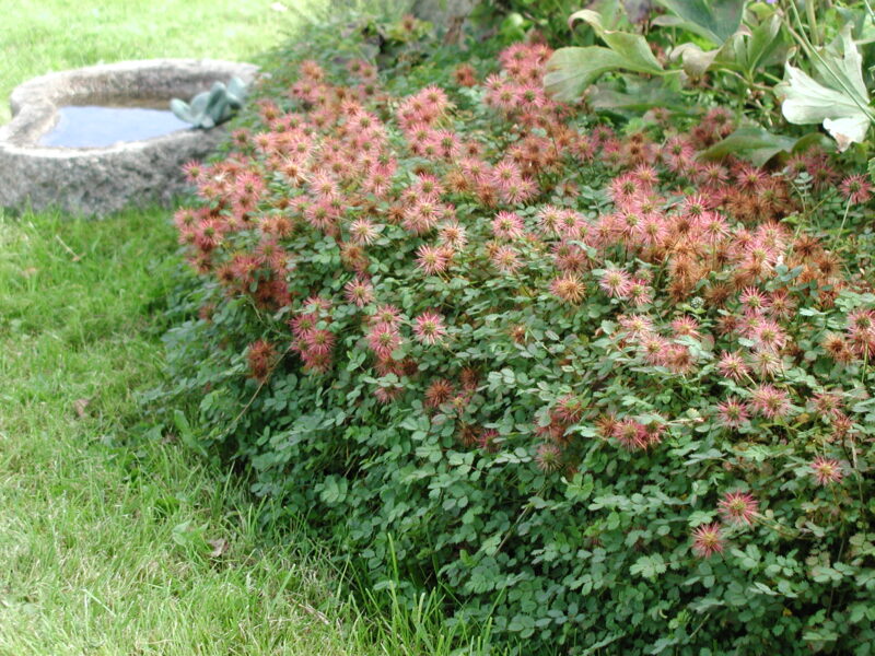 Acaena microphylla ’Kupferteppich’