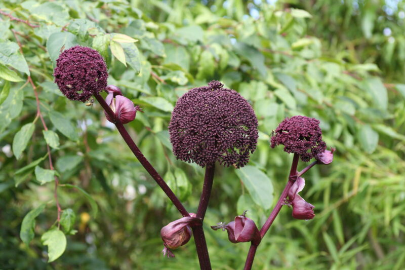 Angelica gigas1