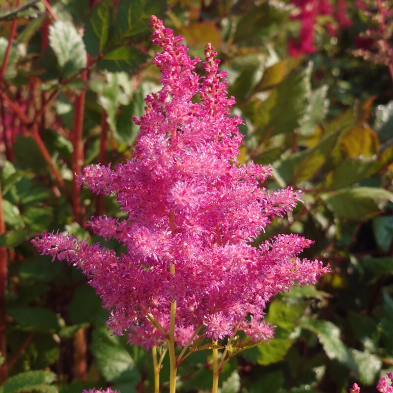 Astilbe (Younique-Serien) YONIQUE LILAC