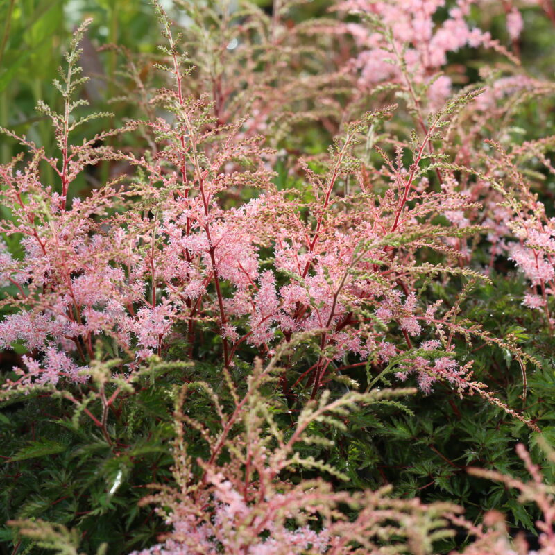 Astilbe simplicifolia ‘Sprite’