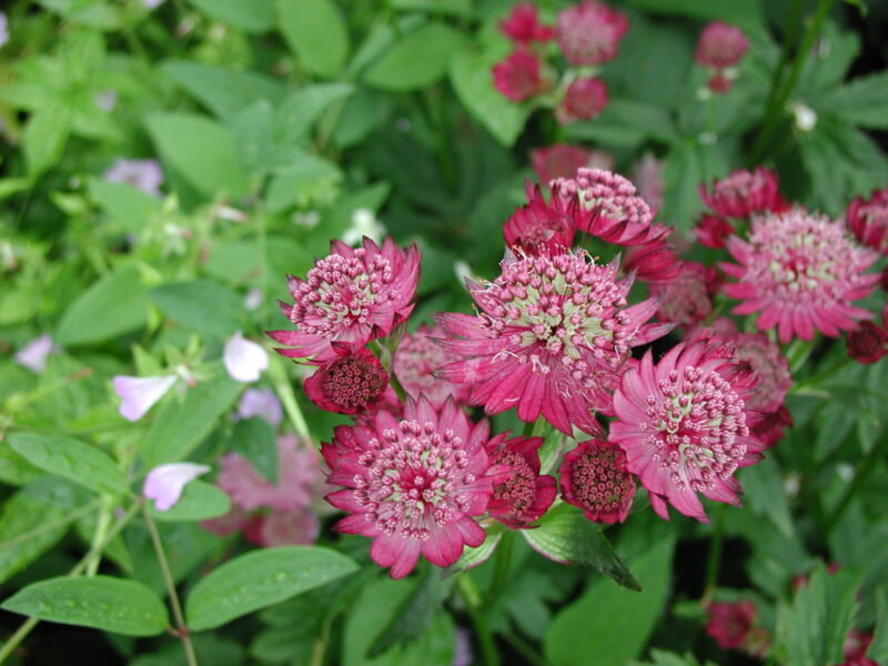 Astrantia major 'Claret'