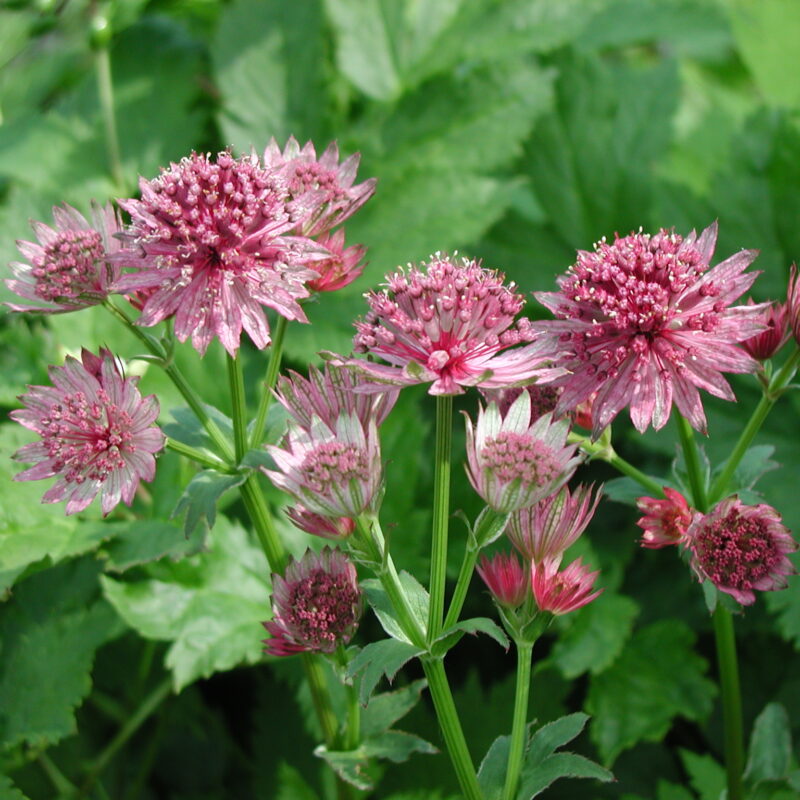 Astrantia major ’Roma’