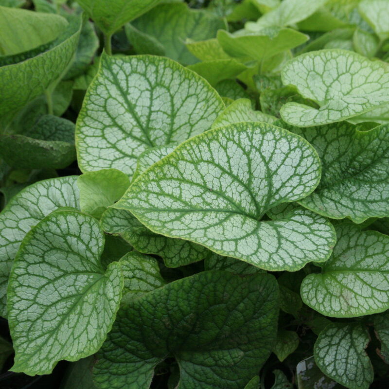 Brunnera macrophylla 'Mr Morse'