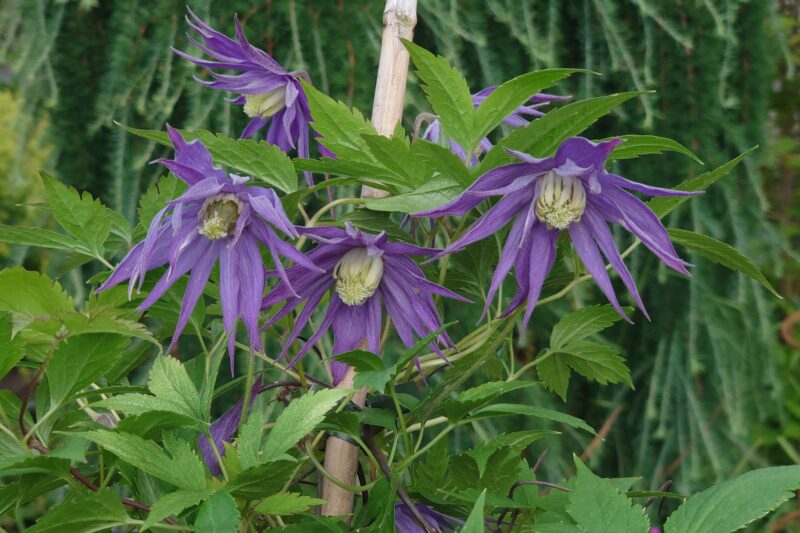 Clematis (Atragene) 'Georg'