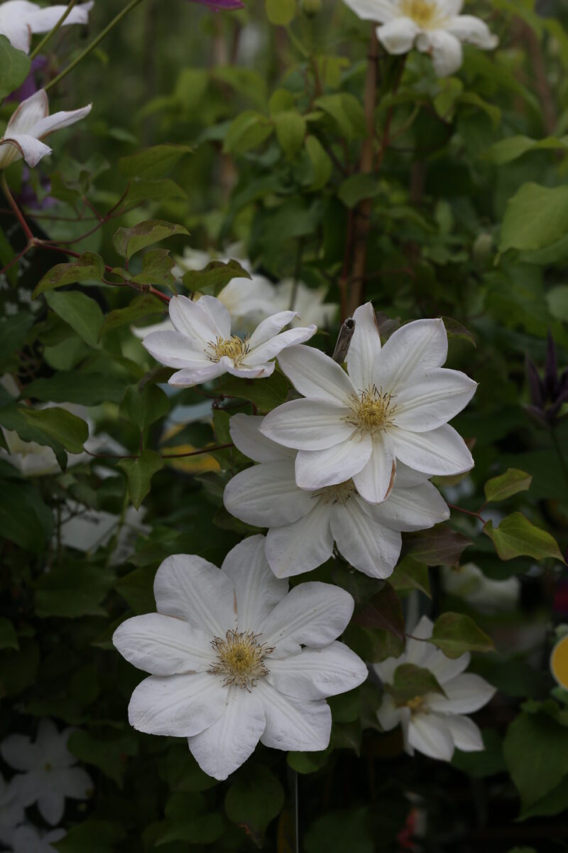 Clematis 'Shirayukihime'