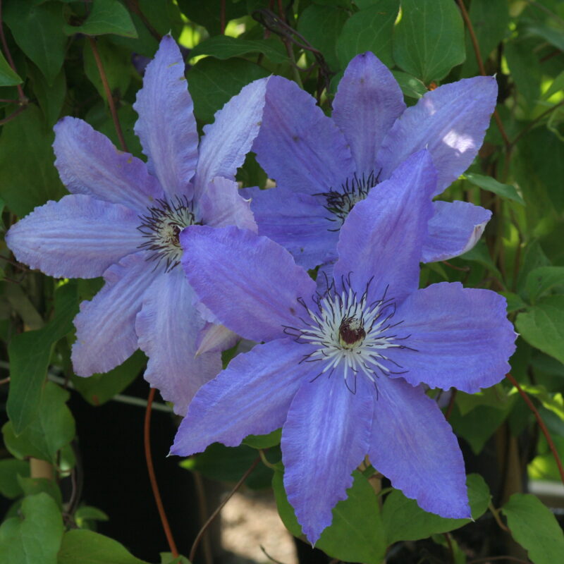 Clematis TSB 'Alice Fisk'