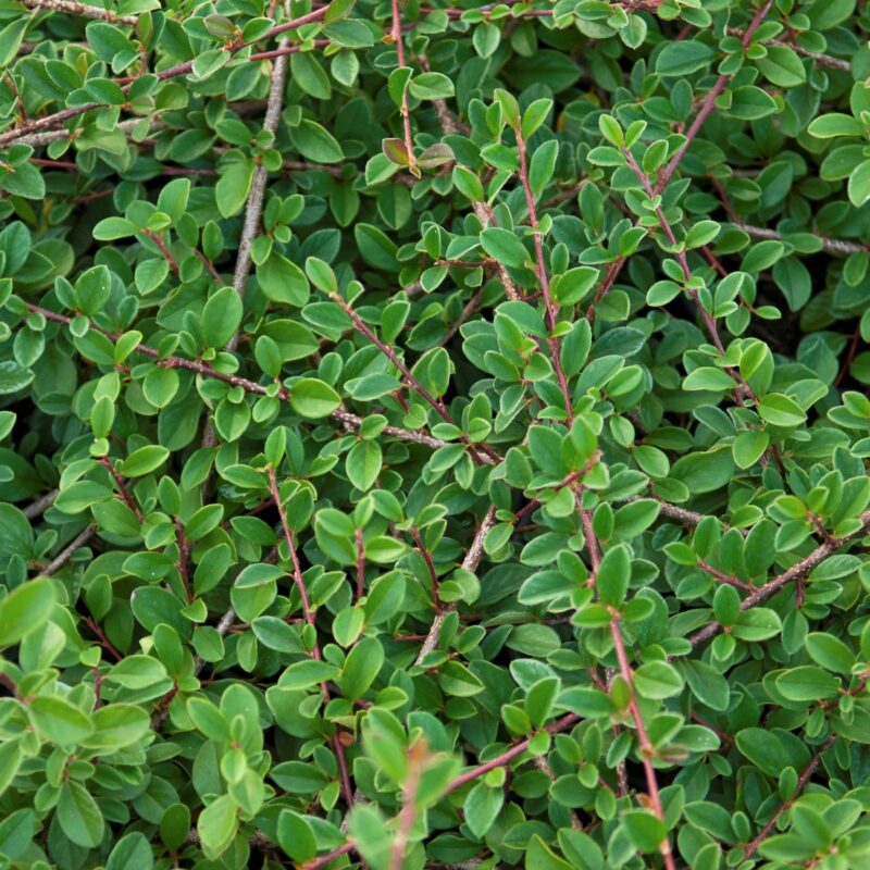 Cotoneaster radicans Eichholz