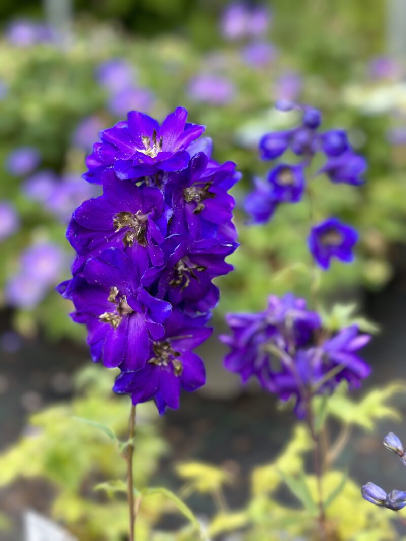 Delphinium Eleatum 'Black Knight'