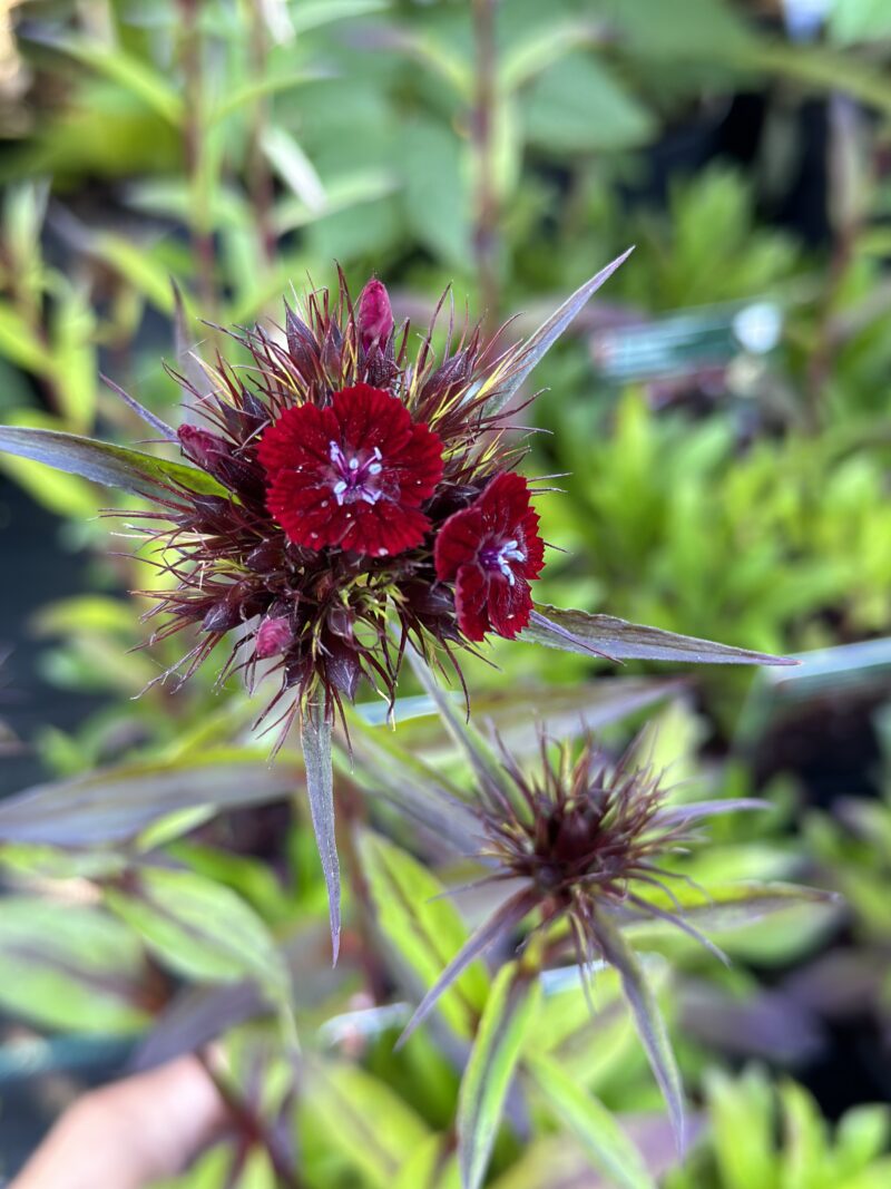 Dianthus barbatus Nigrescens Sooty Borstnejlika