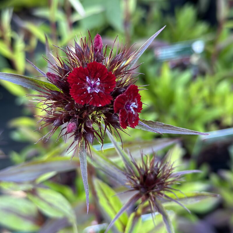 Dianthus barbatus Nigrescens Sooty Borstnejlika