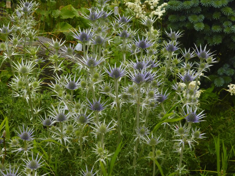 Eryngium bourgatii