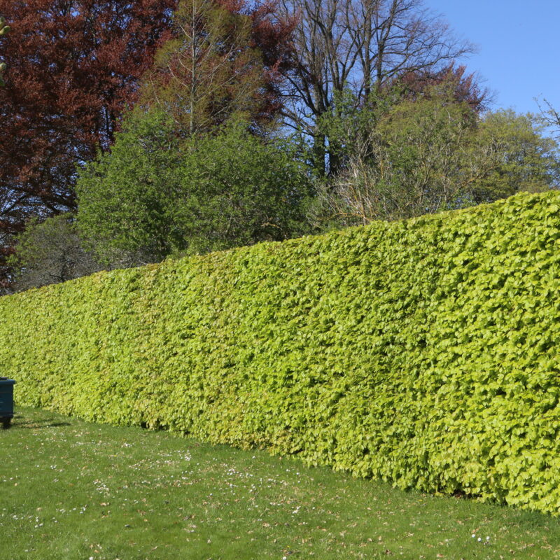 Fagus sylvatica