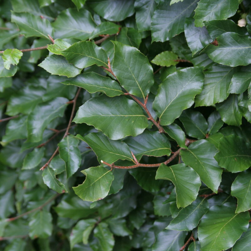 Fagus sylvatica